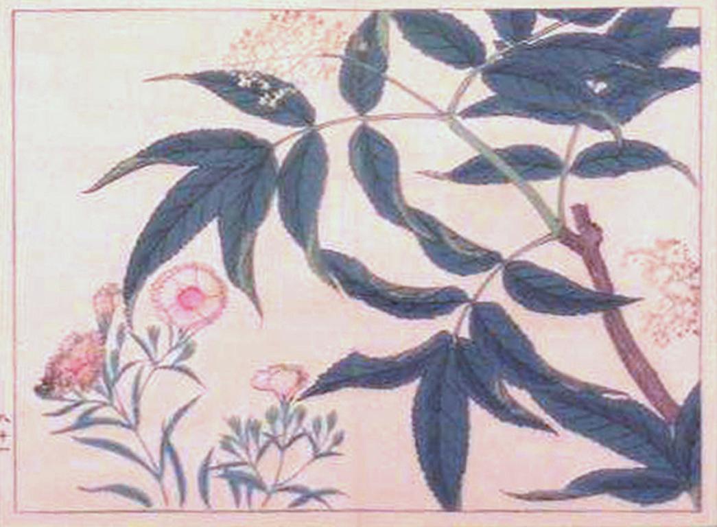 Rosa Rosafarben – Print von Kono Bairei