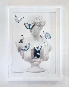 Schmetterling Venus