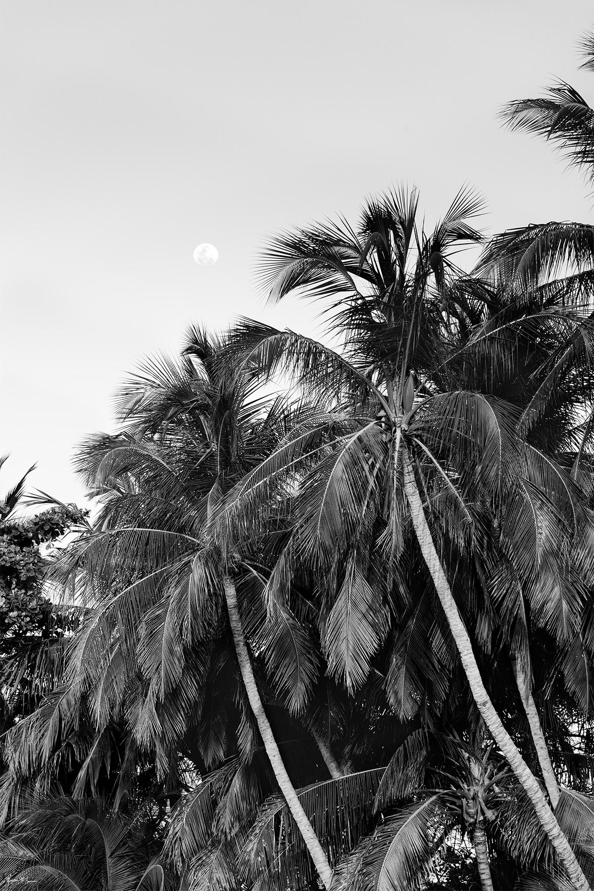 Kristen Brown Black and White Photograph - Make a Wish Upon the Palms
