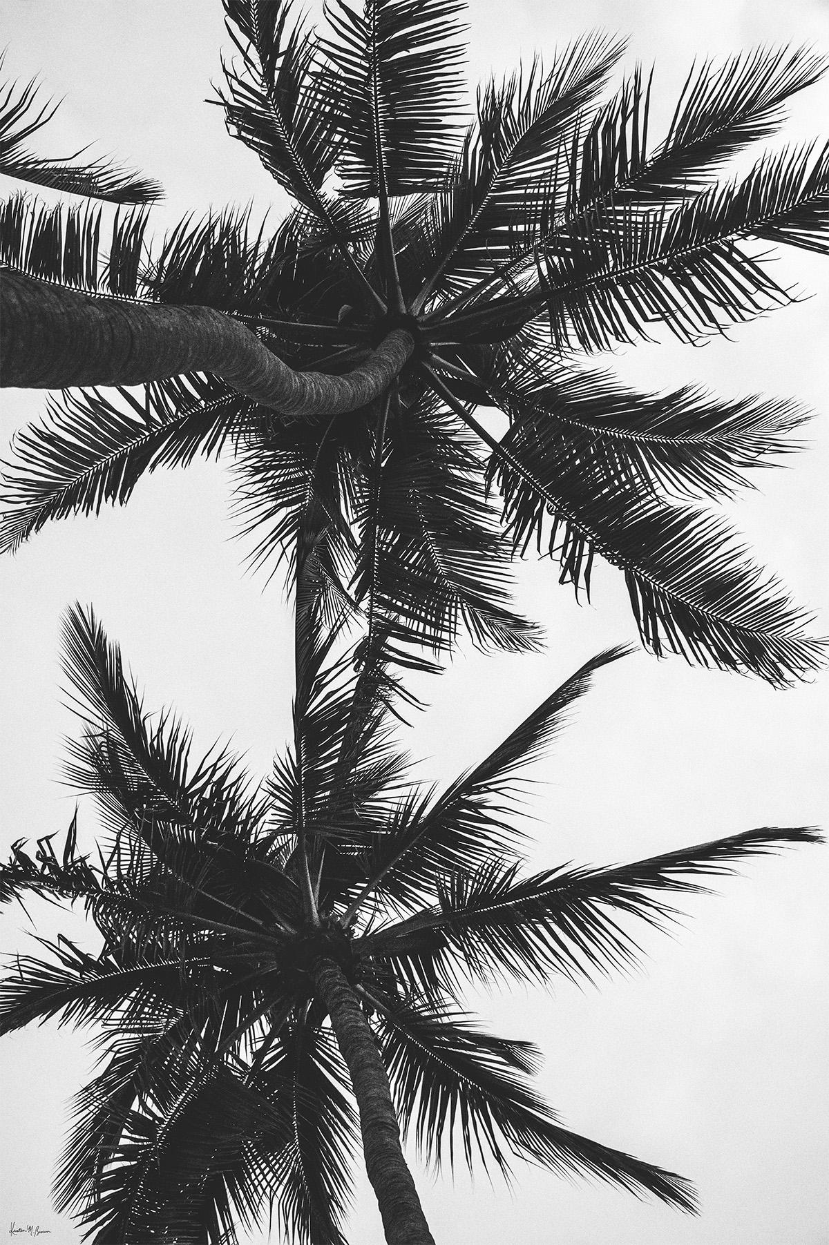 Kristen Brown Black and White Photograph - Palm Trees and Daydreams