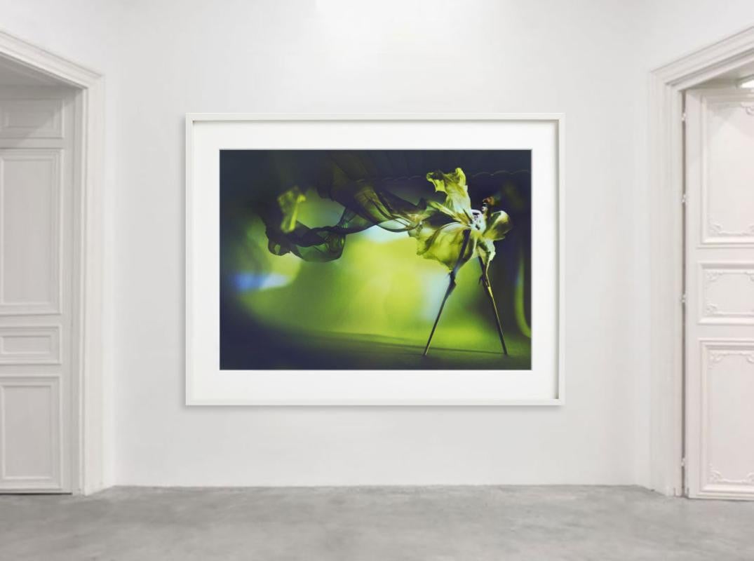 Kristian Schuller, Libelle, Kunstfotografie im Angebot 9