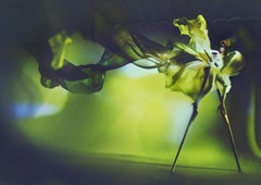 Kristian Schuller, Libelle, Fine Art Photography