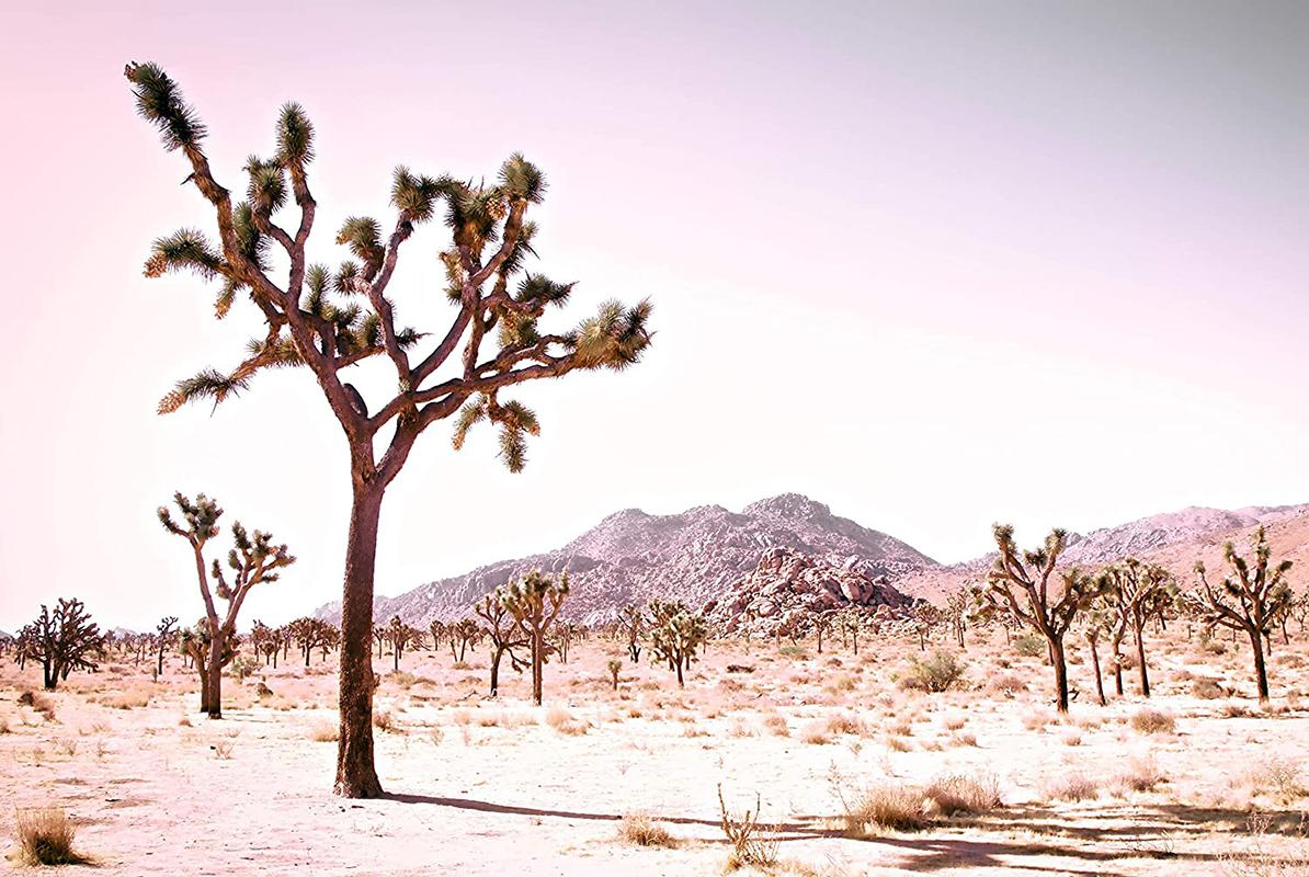 Kristin Hart Landscape Photograph - California Desert - Rose
