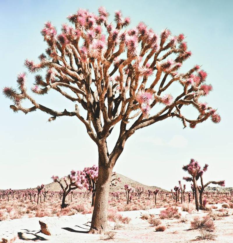 Kristin Hart Landscape Photograph - Pastel Desert - California