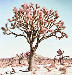 Pastel Desert - California