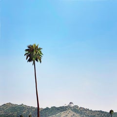 Griffith Park and a Palm Tree