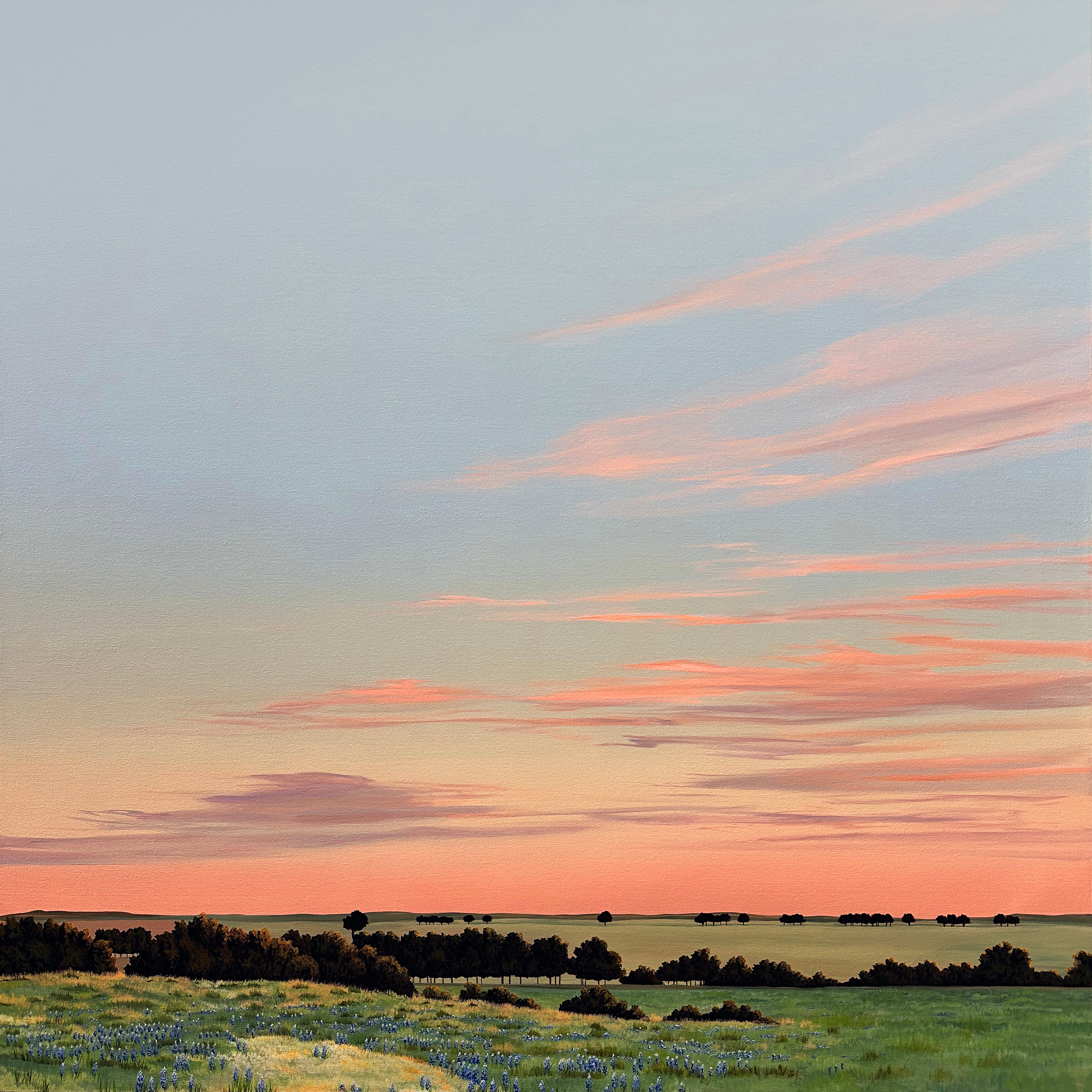 Texas Bluebonnets