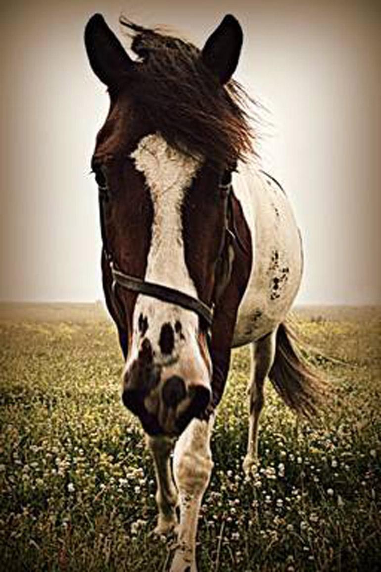 Kristina Gale Landscape Photograph - Sascha The Horse
