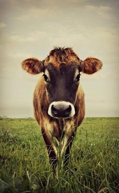 Stormy The Cow