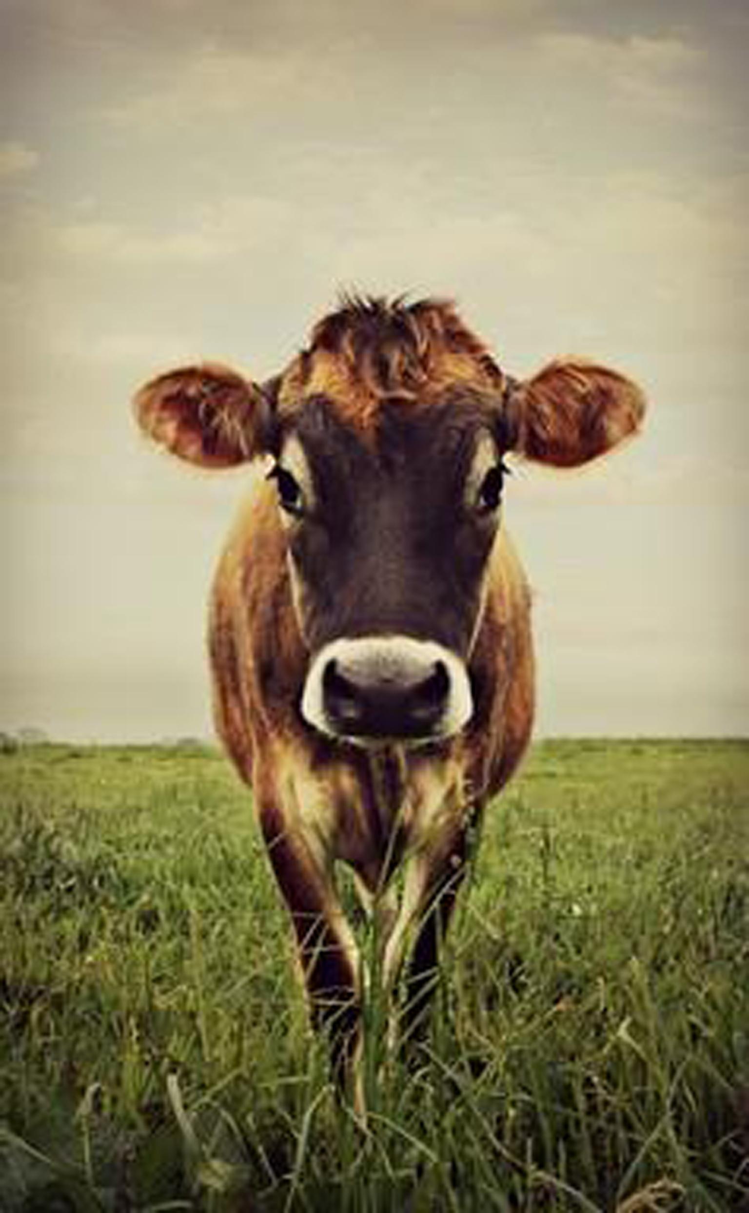 Kristina Gale Color Photograph - Stormy The Cow 