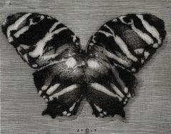 Papillon - Imprimé figuratif en cuivre noir et blanc du 21e siècle