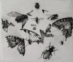 Insectos - Copperplate Print Figurativo Siglo XXI Blanco y Negro