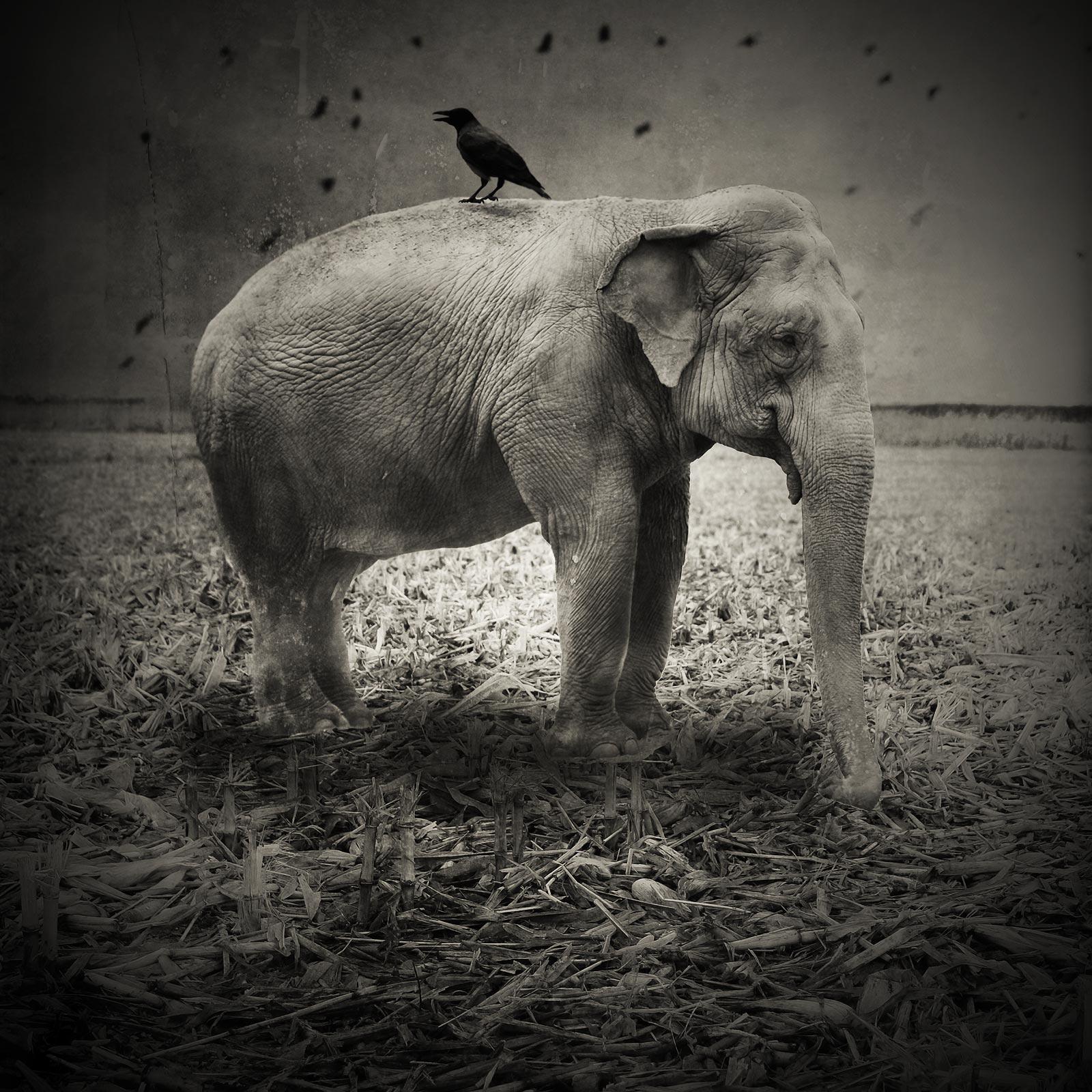 Krzysztof Wladyka, Animaly 01, (elephant), Image Size: 20 x 20". Matted Size: 30 x 30.5". Edition of 25. A visit to the Wroclaw, Poland, zoo is the inspiration for the series Animalies (Animals). These digitally produced images, excellently