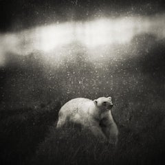Krzysztof Wladyka, Animaly 19, (polar bear)