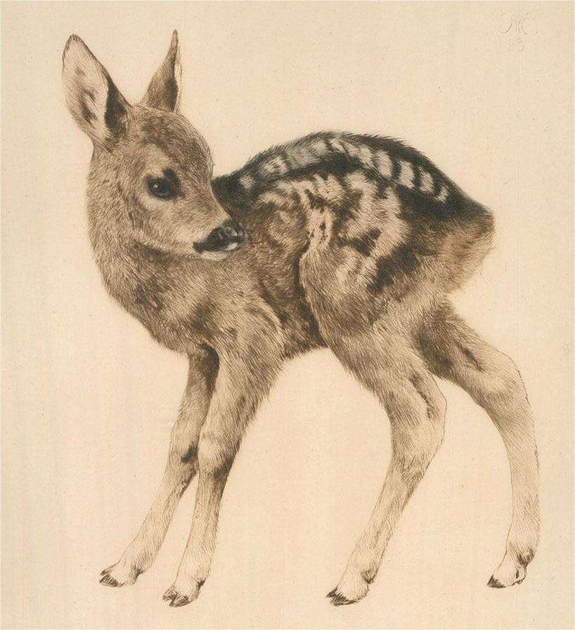 A delicate and gentle etched study of a fragile fawn with slight sepia tones. The artist has signed in graphite at the lower right and monogrammed and dated in plate at the upper right. There is a German blind stamp at the lower left.The etching has