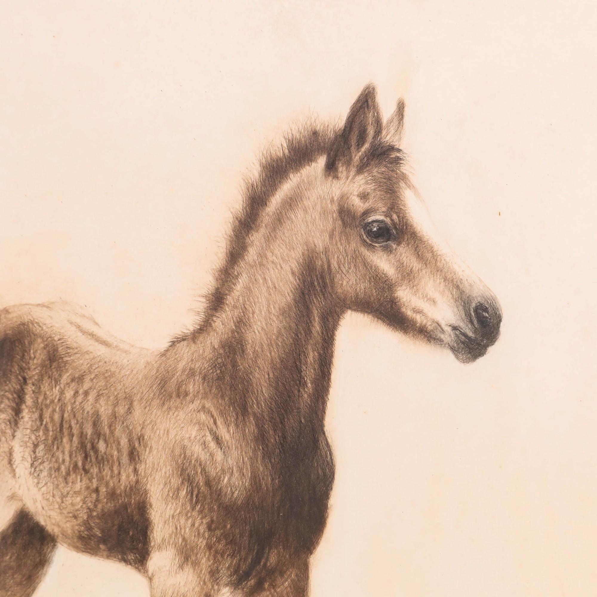 Kurt Meyer-Eberhardt (1895-1977) - Framed Drypoint, The Young Foal For Sale 3