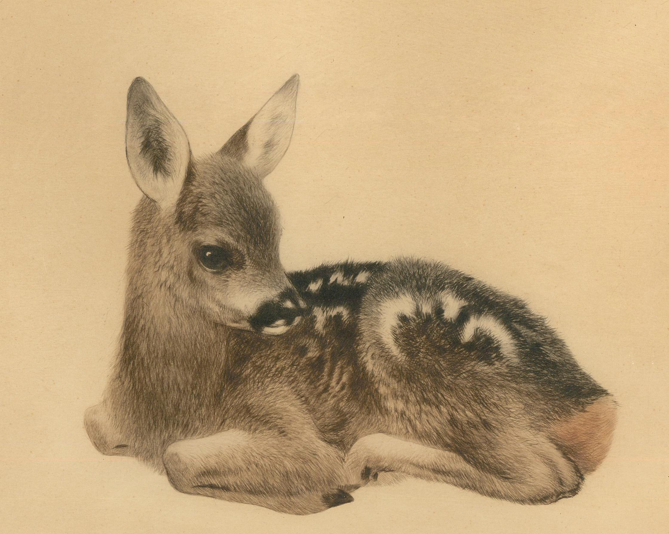 A very fine etching by the well-known Germany artist Kurt Meyer-Eberhardt. Colour has been added direct to the artist's plate in sepia tones to create this hype-realistic study of a wild fawn at rest. The print has been monogrammed by the publisher