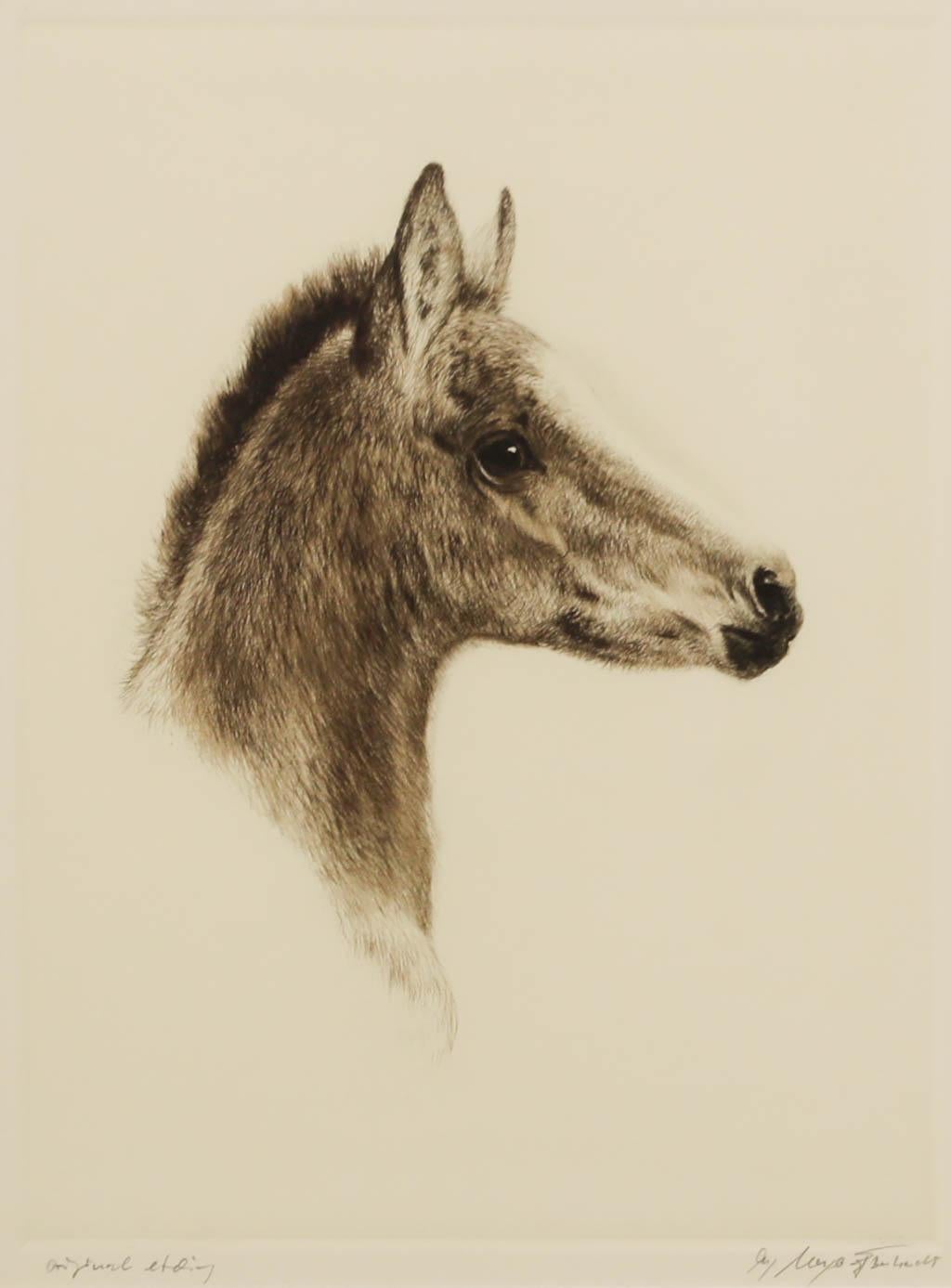 Kurt Meyer-Eberhardt (1895-1977) - Gravure encadrée, Étude d'un poulain en vente 1