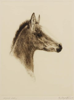 Kurt Meyer-Eberhardt (1895-1977) - Framed Etching, Study of a Foal