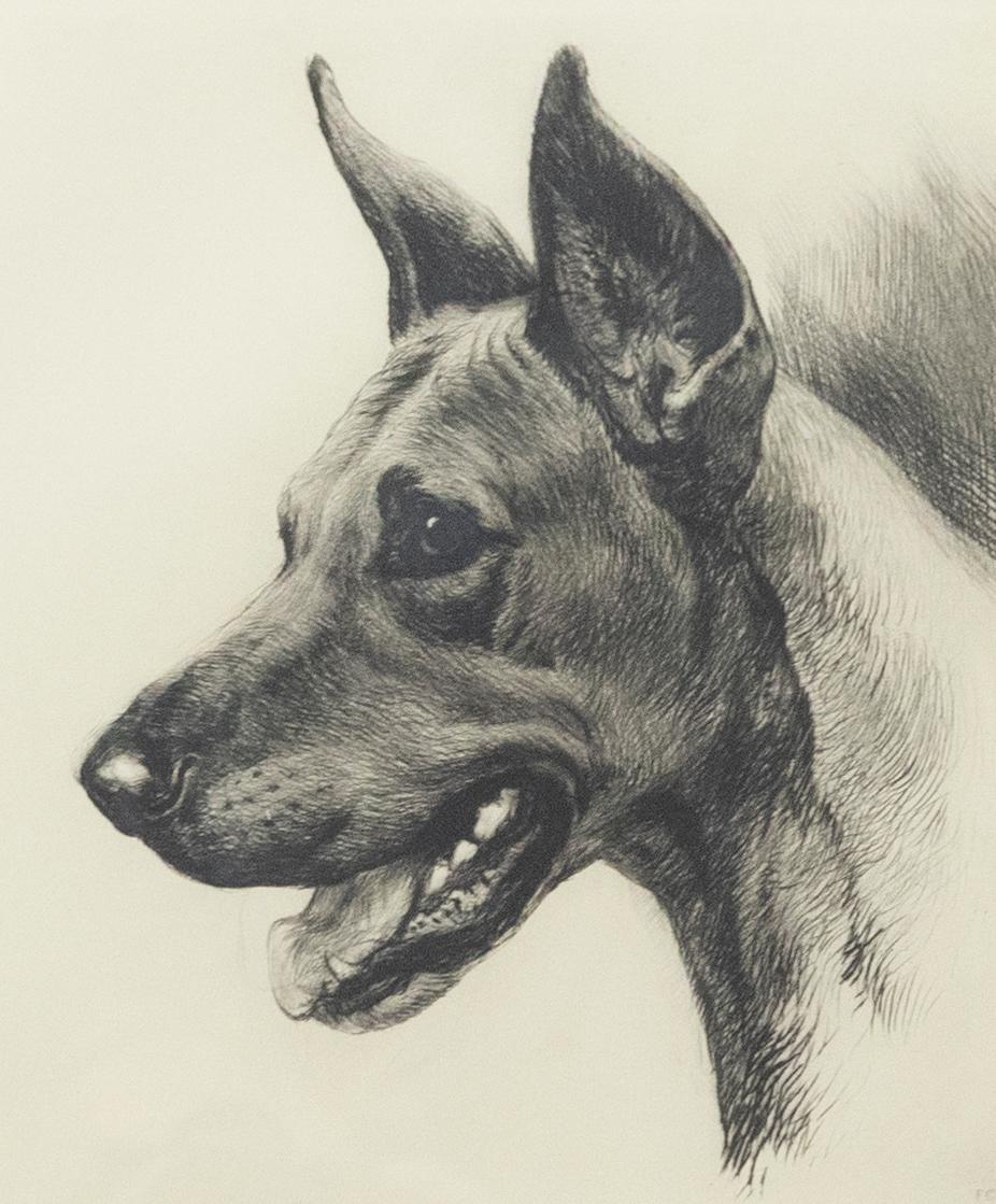 Kurt Meyer-Eberhardt (1895-1977), gravure encadrée, étude d'un dogue allemand en vente 1