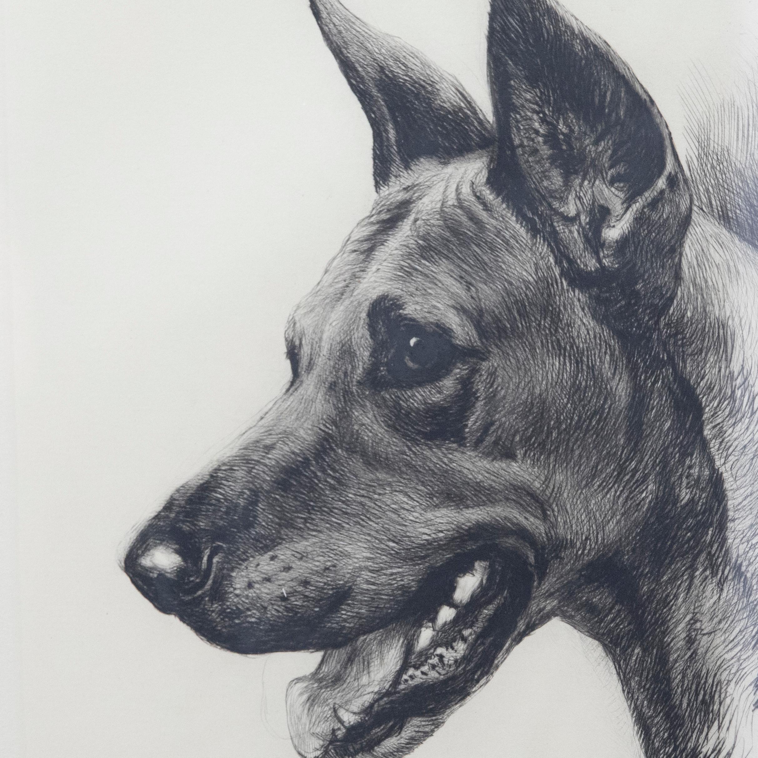 Kurt Meyer-Eberhardt (1895-1977), gravure encadrée, étude d'un dogue allemand en vente 3