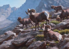 Bighorn Habits