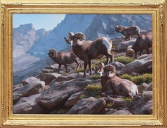 Habitudes du mouflon