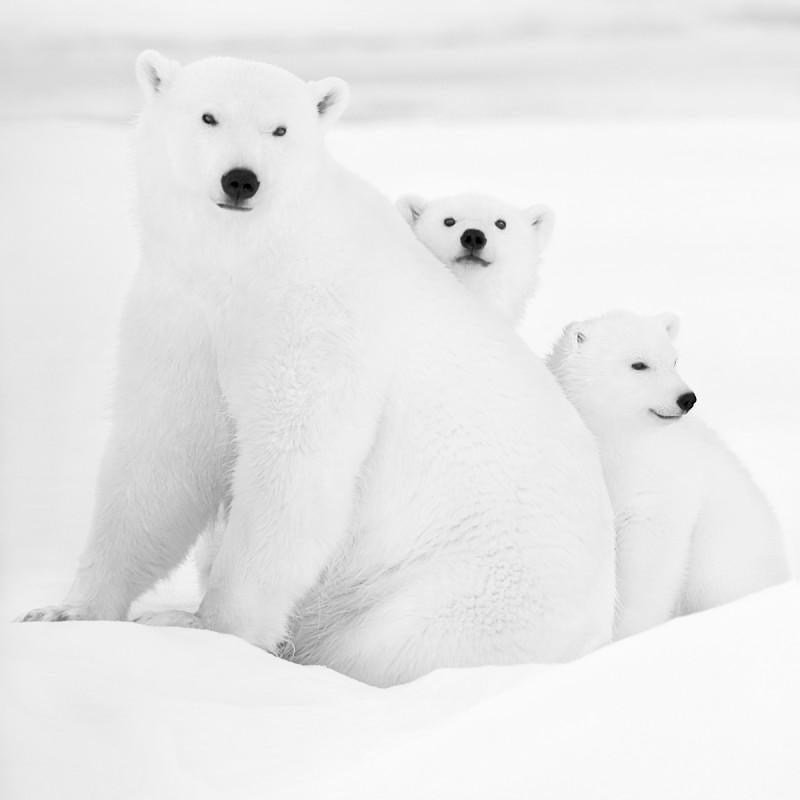 Series: ARKTOS prints
Additional Sizes (All Edition of 4):
11.8" x 11.8"
19.7" x 19.7"
23.6" x 23.6"
31.5" x 31.5"

This photograph will be printed once payment has been received and will ship directly from the printer the artist works with. Your