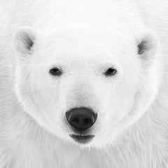 Kyriakos Kaziras - Ice Boy, Photography 2017, Printed After