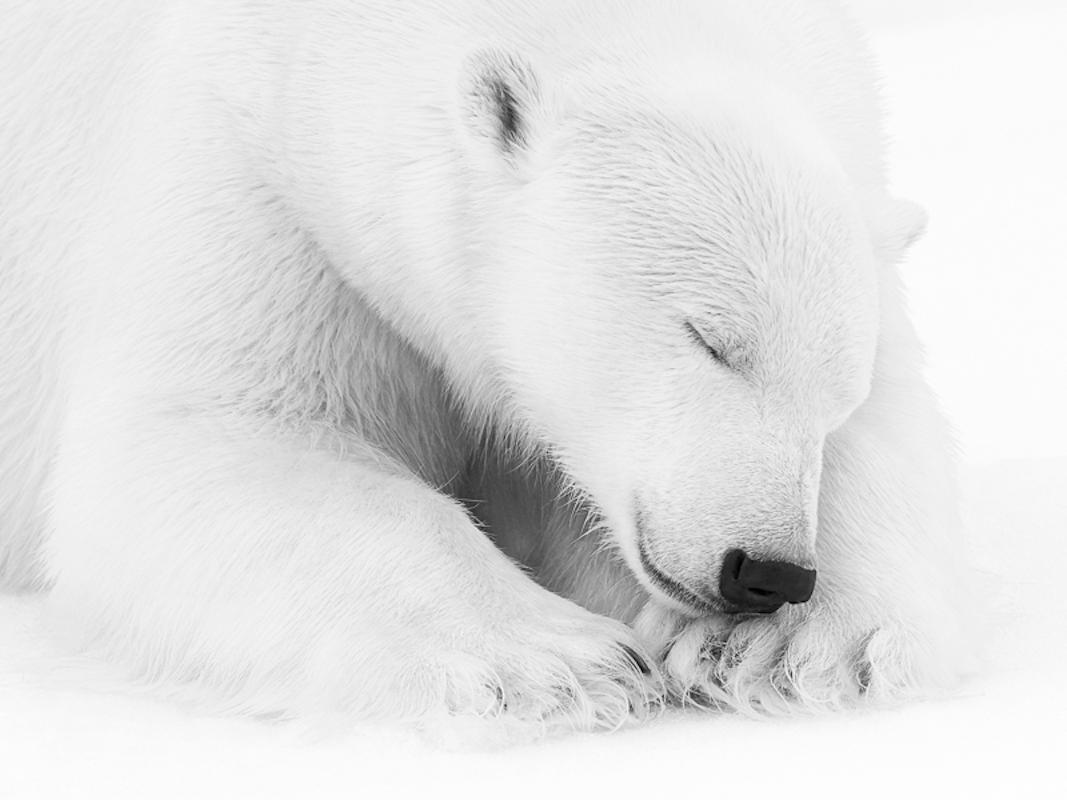 Series: ARKTOS prints
Additional Sizes (All Edition of 4):
11.8" x 15.7"
19.7" x 26.2"
23.6" x 31.5"
31.5" x 42"

This photograph will be printed once payment has been received and will ship directly from the printer the artist works with. Your