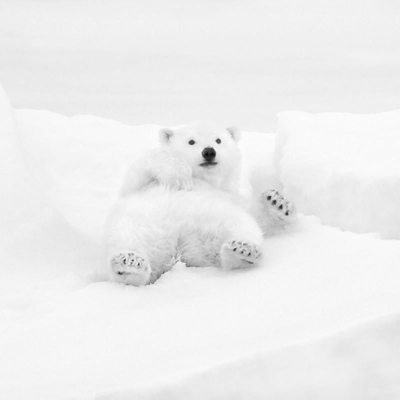 Series: ARKTOS prints
Additional Sizes (All Edition of 4):
11.8" x 11.8"
19.7" x 19.7"
23.6" x 23.6"
31.5" x 31.5"

This photograph will be printed once payment has been received and will ship directly from the printer the artist works with. Your