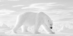 Kyriakos Kaziras - Prince of the Arctic, Fotografie 2017, Gedruckt nach