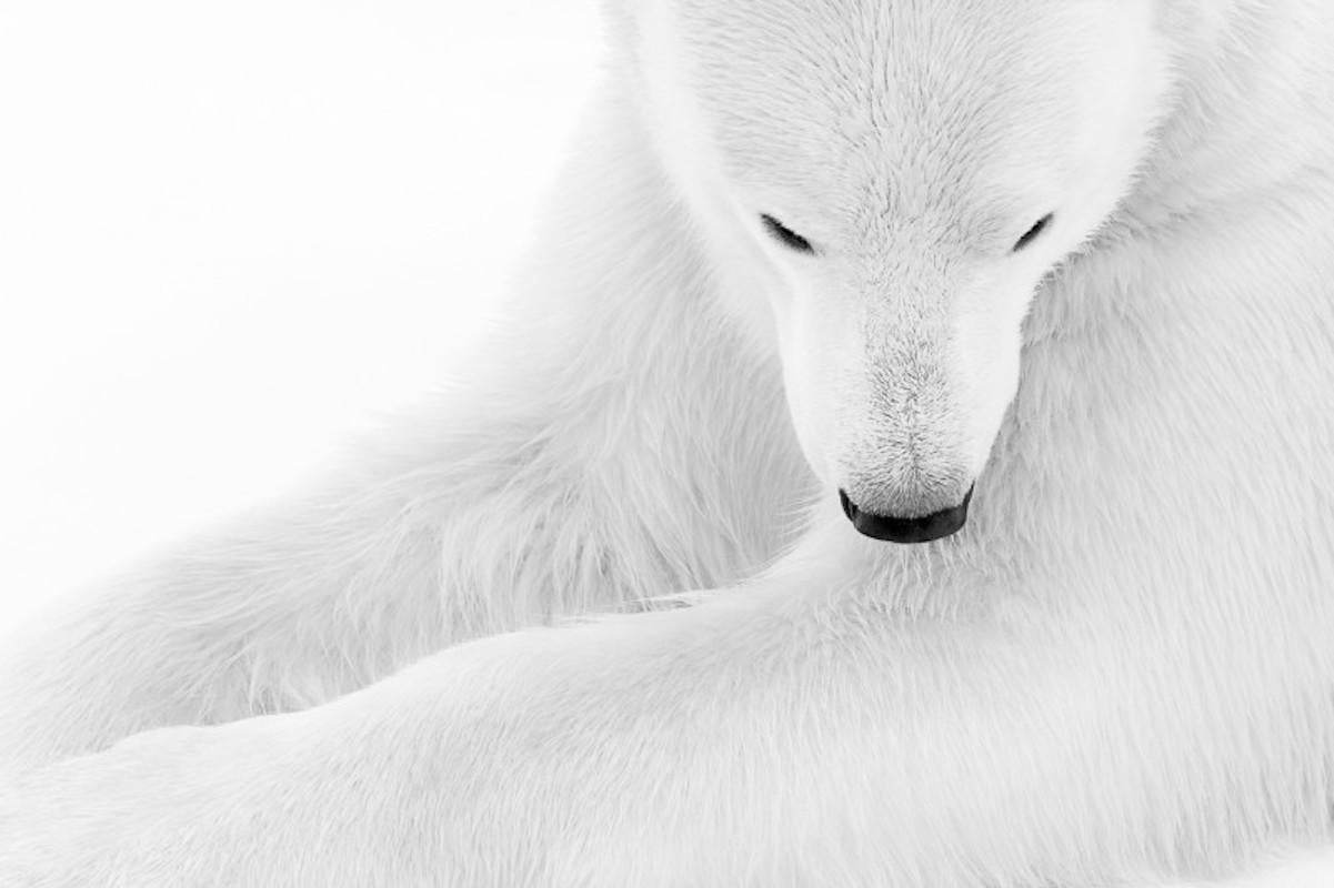 Series: ARKTOS prints

Additional Sizes (All Edition of 4):
11.8" x 17.7"
19.7" x 28.5"
23.6" x 35.5"
31.5" x 47.3"

This photograph will be printed once payment has been received and will ship directly from the printer the artist works with. Your