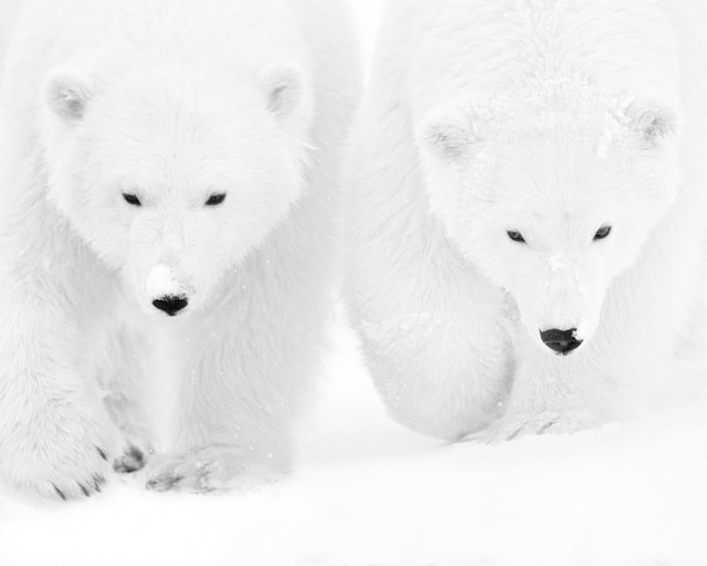 Series: ARKTOS prints
Additional Sizes (All Edition of 4):
11.8" x 14.8"
19.7" x 24.6"
23.6" x 28.5"
31.5" x 39.4"

This photograph will be printed once payment has been received and will ship directly from the printer the artist works with. Your