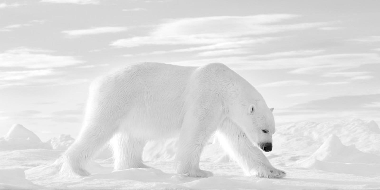 Prince of the Arctic (8.85" x 17.7") - Photograph by Kyriakos Kaziras