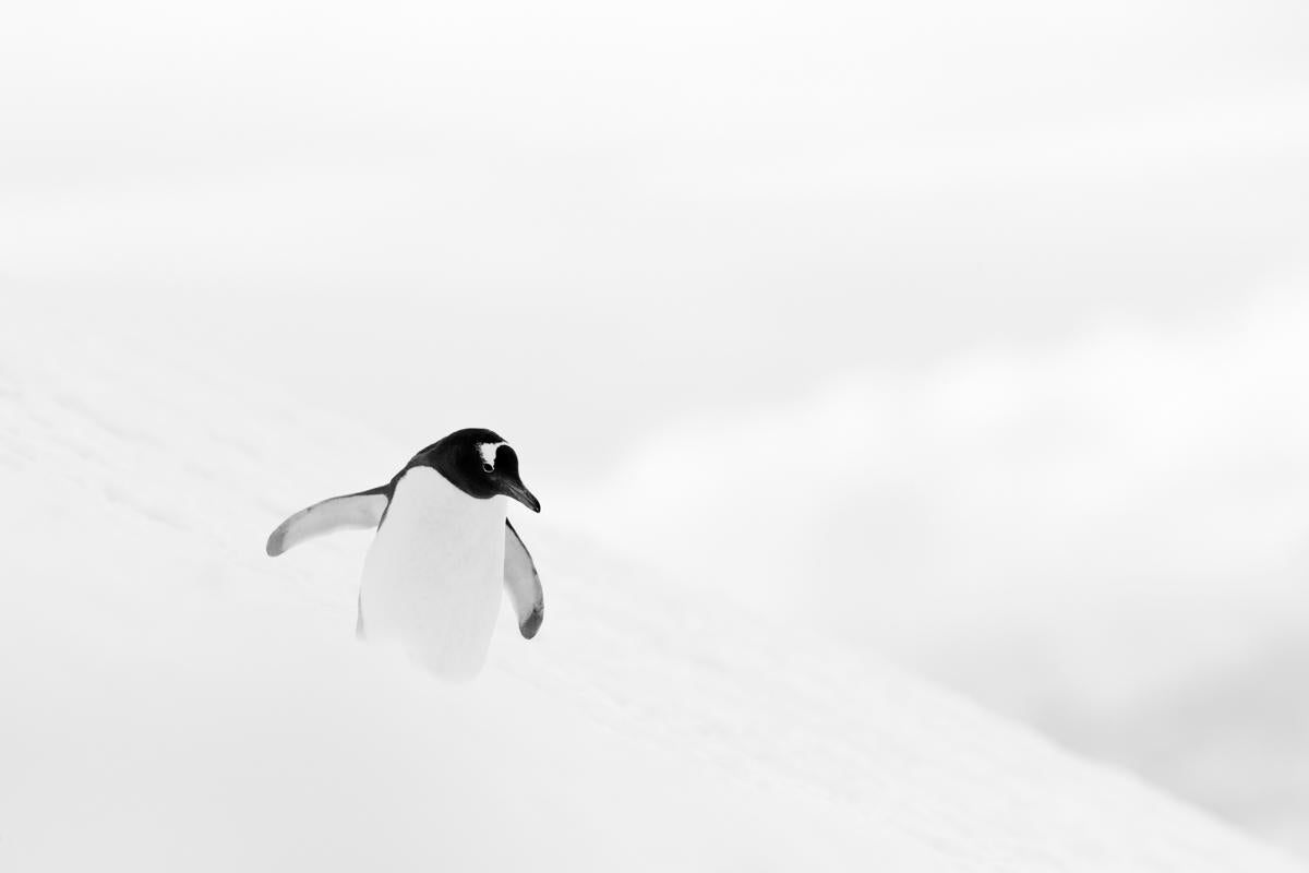 SNOWBOARD IN ANTARCTICA (11.8" x 17.7") - Photograph by Kyriakos Kaziras