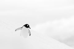 Kyriakos Kaziras - SNOWBOARD IN ANTARCTICA, Photography 2014, Printed After