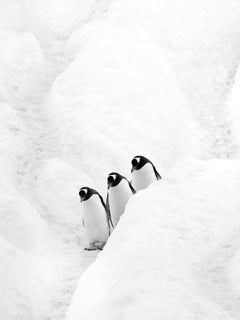 Kyriakos Kaziras - TOBOGGAN, Fotografie 2014, Nachdruck gedruckt
