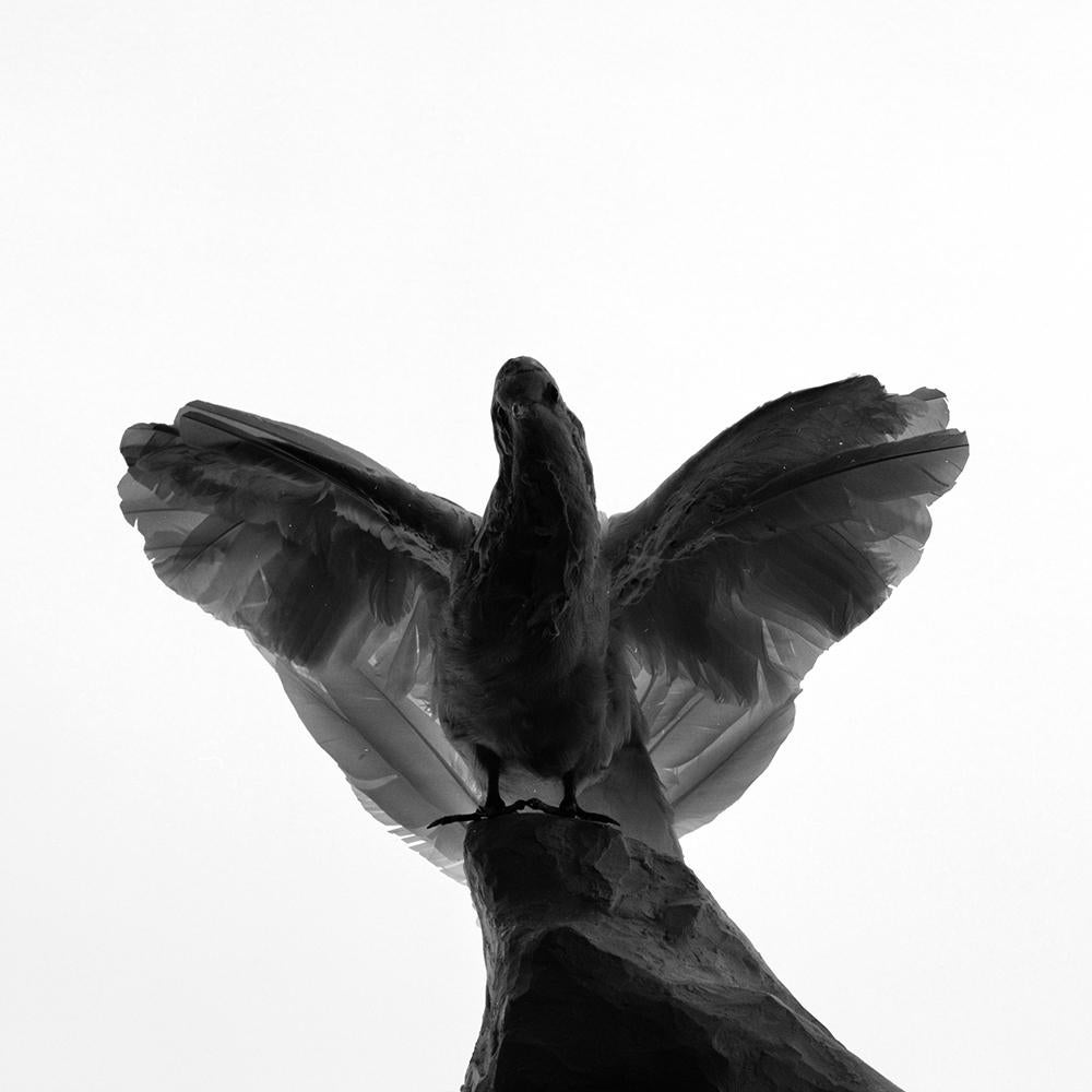 Kyung Woo Han Black and White Photograph - Projected Specimen - Bird