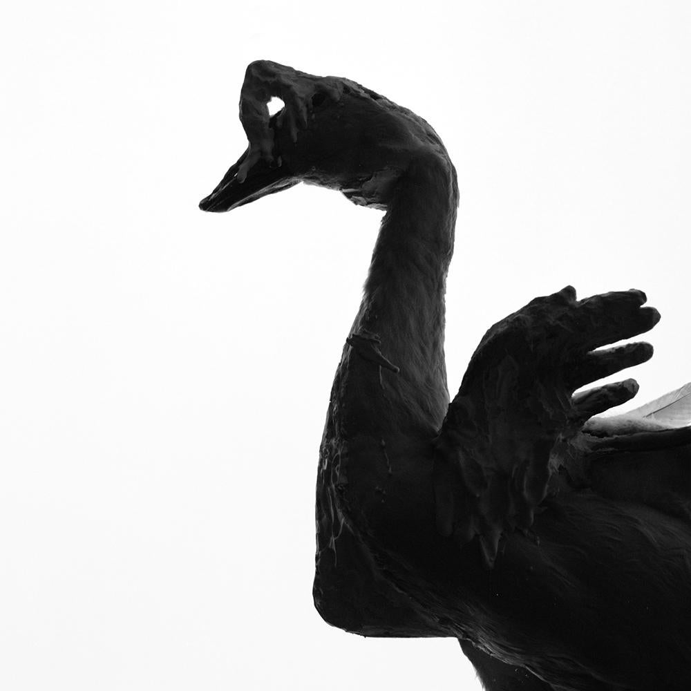 Projected Specimen - Goose