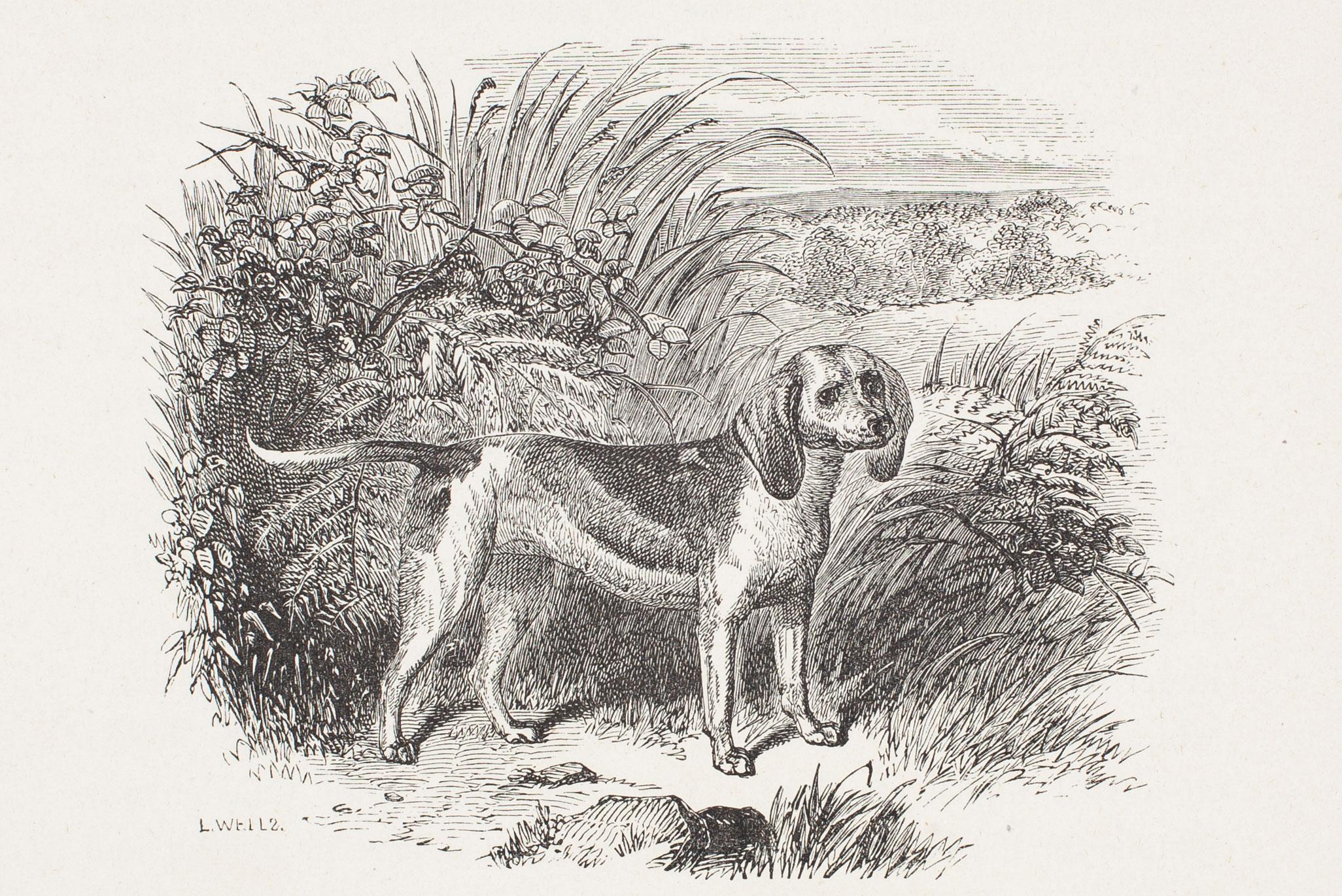 Landscape Print L. Wells - "Barmaid, un Beagle nain