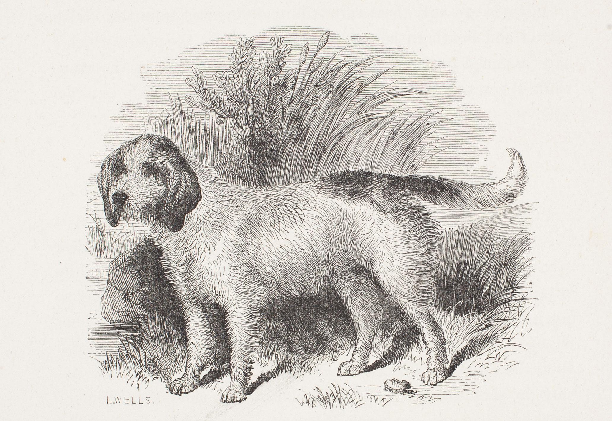 L. Wells Animal Print - "Bellman, " an Otter-Hound