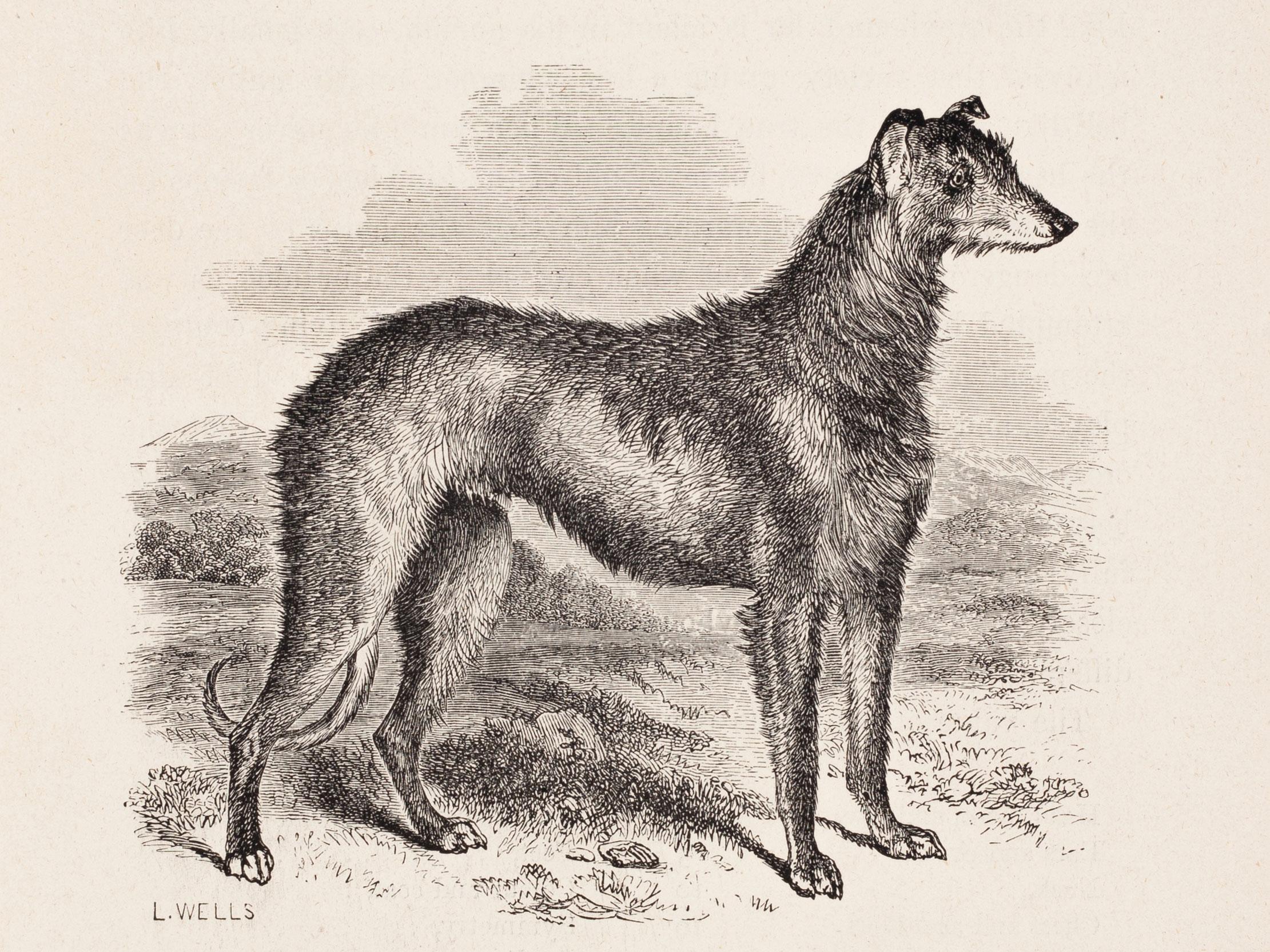 L. Wells Animal Print - "Cader, " a Deerhound of the Pure Glengarry Breed