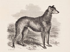 "Cader, " a Deerhound of the Pure Glengarry Breed