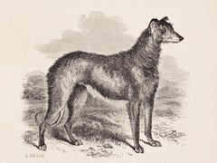 "Cader", un Deerhound di pura razza Glengarry