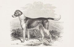 "Dahlia, " a Pure Foxhound