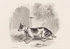 Chien et renard croisés