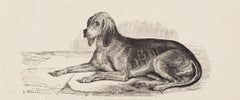 "Druid, " a Bloodhound