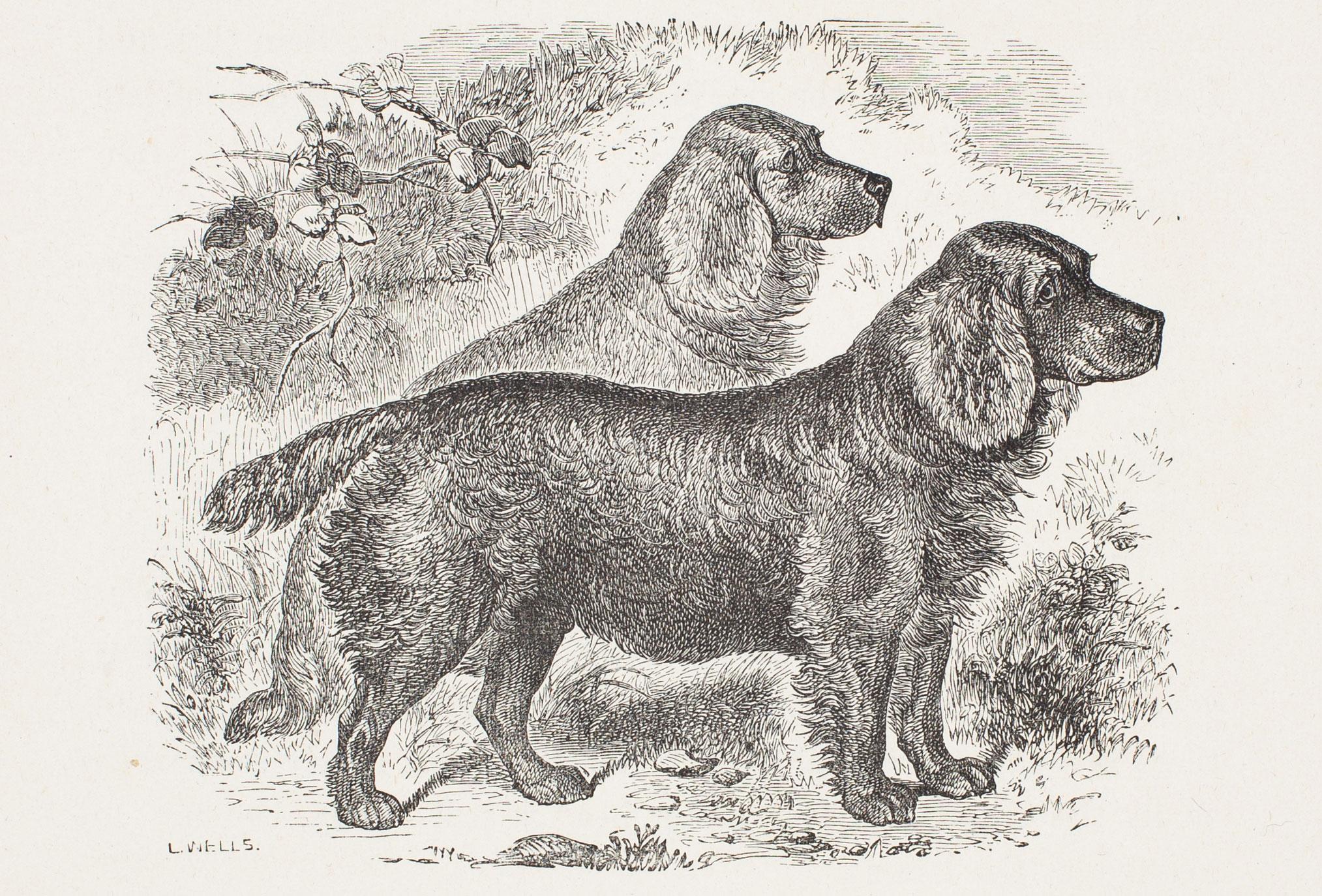 Landscape Print di L. Wells - "George" e "Romp", Sussex Spaniels