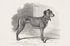 "Half-and-Half, " First Cross from the Bulldog